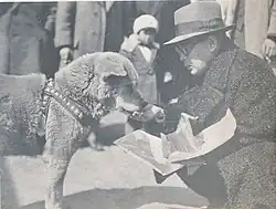 Man feeding a dog