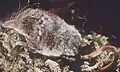 Sorex cinereus