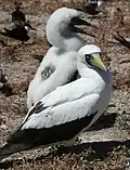 Photograph of two white and black birds on rocks