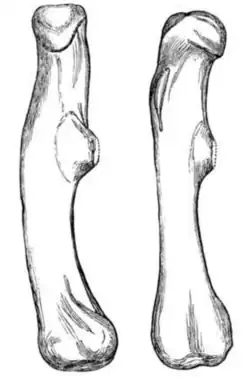 Line drawings of two right thigh bones