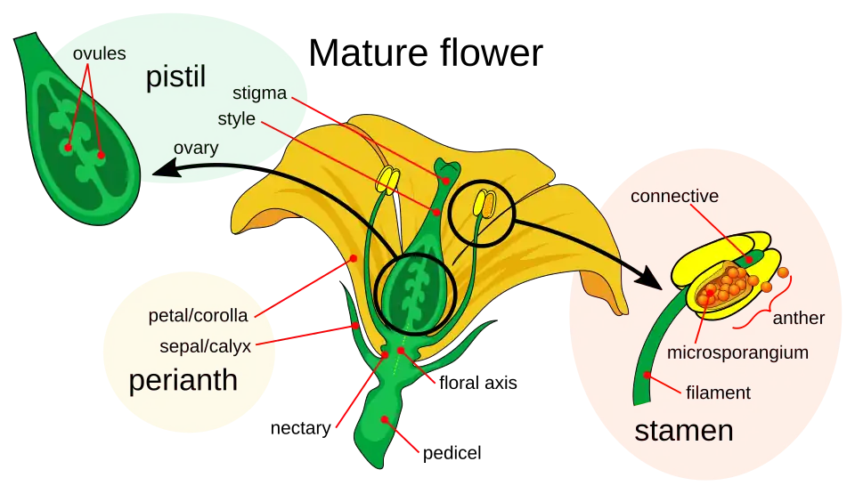 The parts of a flower, showing the stigma-style-ovary system.