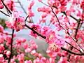 Plum blossoms