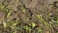 Budgerigar flock up-close