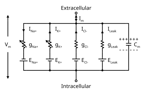 Circuit diagram depicting five parallel circuits that are interconnected at the top to the extracellular solution and at the bottom to the intracellular solution.