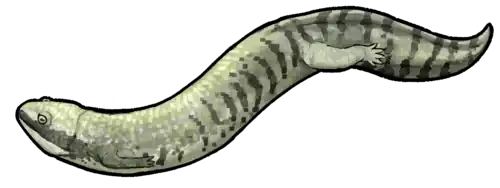 Microbrachis was a lepospondyl amphibian known from the Czech Republic.