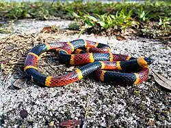 Eastern coral snake (Micrurus fulvius)