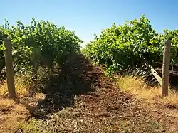 Mildura Vineyards