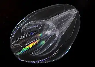 The sea walnut ctenophore has a transient anus which forms only when it needs to defecate[60]
