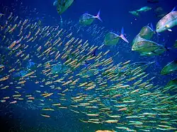 Predator bluefin trevally sizing up schooling anchovies