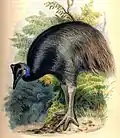 Dwarf cassowary