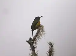 The Apo sunbird, a sunbird endemic to Mindanao