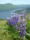 Lupinus sp., Raspberry Island, Alaska, United States