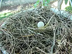 Egg in nest