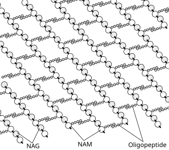 The structure of peptidoglycan. NAG = N-acetylglucosamine (also called GlcNAc or NAGA), NAM = N-acetylmuramic acid (also called MurNAc or NAMA).