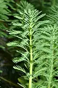 Myriophyllum - floating leaved