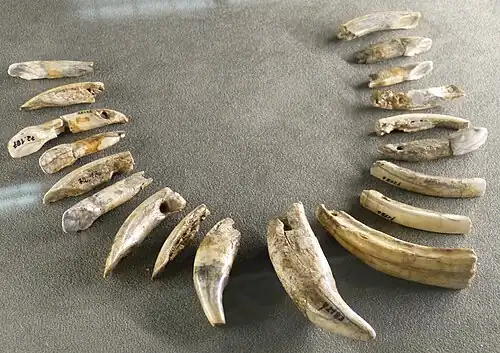Aurignacian chain made of bear, horse, elk, and beaver teeth
