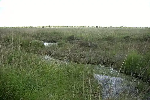 A bog in Ostfriesland, Germany