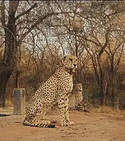 Namibian Cheetah at Kuno National Park
