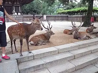 Deer in Nara Park (2012)