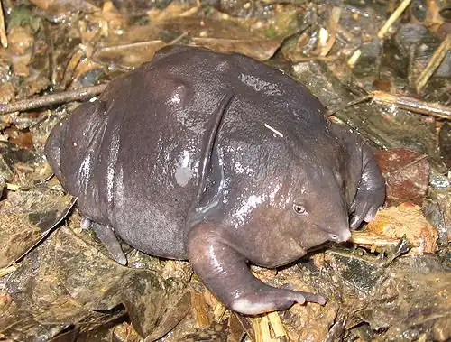Purple frog