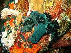 A pair of Nembrotha milleri mating at Verde Island, the Philippines