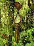 Nepenthes copelandii, a pitcher plant endemic to the mountains of Mindanao