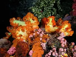 Soft coral, cup coral, sponges, and ascidians