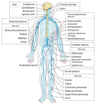 Spinal cord in the nervous system