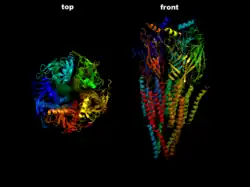 The nicotinic acetylcholine receptor