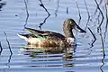 A male northern shoveler in nonbreeding plumage