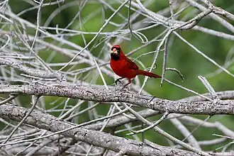 Adult male with a grasshopper