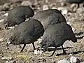 Helmeted guinea fowl in Namibia