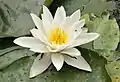 Nymphaea - floating leaved