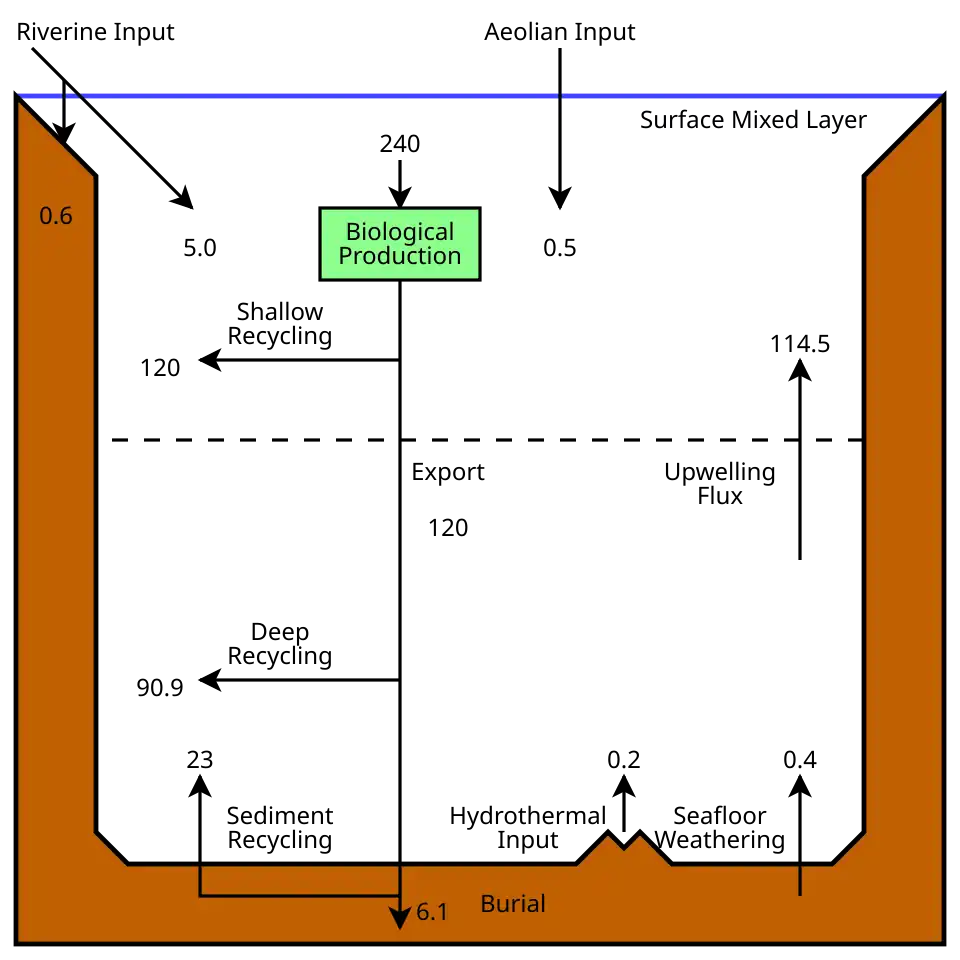 The modern oceanic silicon cycle &nbsp;&nbsp;&nbsp;&nbsp;&nbsp;&nbsp;&nbsp;&nbsp;&nbsp;Fluxes are in Tmol Si y−1 (1 Tmol = 28 million metric tons of silicon)