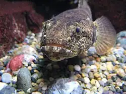 Odontobutis obscura; Odontobutidae