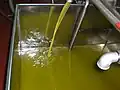 Olive oil production