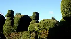 The slow growth and tolerance of pruning make yew popular for topiary.