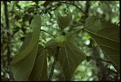 Omphalea occidentalis