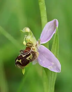 Ophrys apifera. A pollinium is visible.