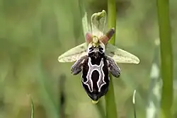 The Cretan bee-orchid Ophrys cretica
