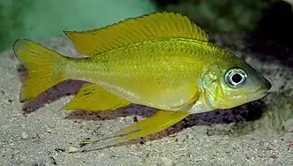 Ectodini (E): Ophthalmotilapia nasuta (male) is sexually dimorphic, males being more colorful with longer fins and nose[52]