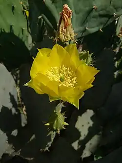 Opuntia lindheimeri blooming, Behbahan