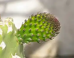 Bud completes pad transformation