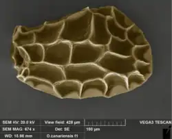 Electron micrograph of an Orchis canariensis seed, some 300 μm long