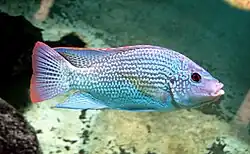 Tilapiini: Oreochromis tanganicae is one of the most common coastal species found in local fish markets[59]