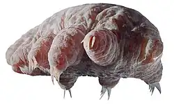 Reconstruction of the unnamed Orsten fauna tardigrade, from the Cambrian Kuonamka Formation, c. 500&nbsp;mya