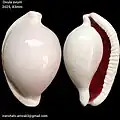 Ovula ovum