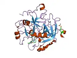 1nt1: thrombin in complex with selective macrocyclic inhibitor