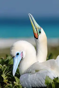 Red-footed boobies nesting