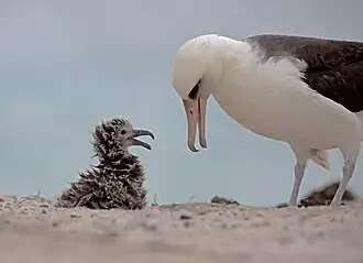 Laysan albatross mother and chick